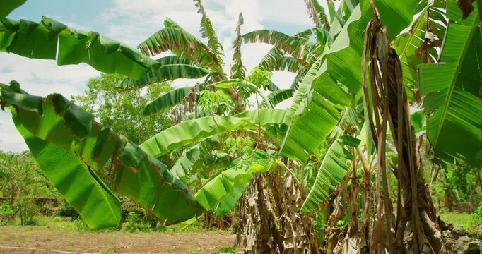 Banana leaves and palm trees in sunlit tropical forest environment in Nusa Penida Bali