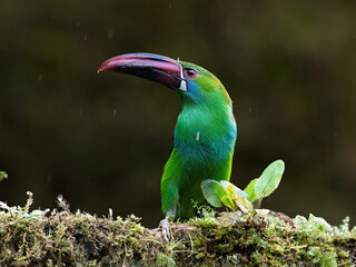Naklejka premium Crimson-rumped Toucanet Perched on Mossy Branch in Colombian Rainforest