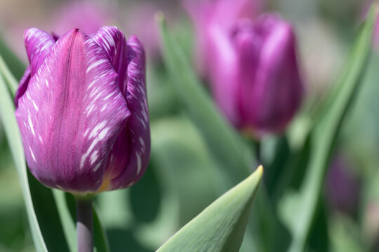 deA close-up of tulips growing in the garden. The tulips are pink.