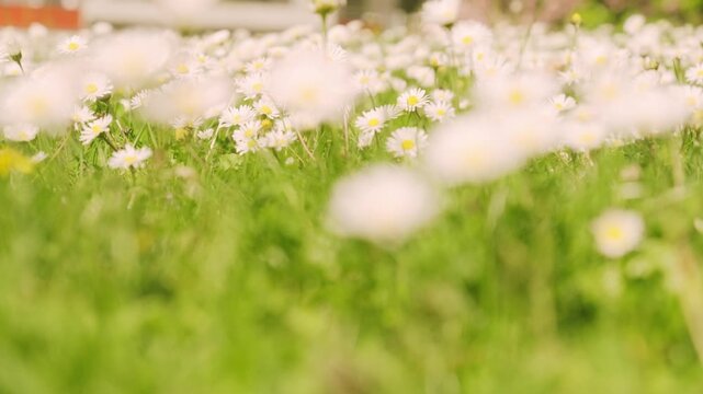 Blooming white daisies with yellow centers growing in green grass, Matricaria Chamomilla, chamomile flowers, meadow flowers in natural sunlight, sunny day, environmental protection, nature background
