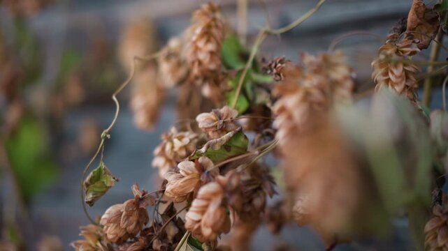 Dried hop cones on weathered wood, closeup of withered vine and brown foliage shallow depth of field highlights texture of cones and stems against aged fence, autumnal tones evoke quiet farmhouse