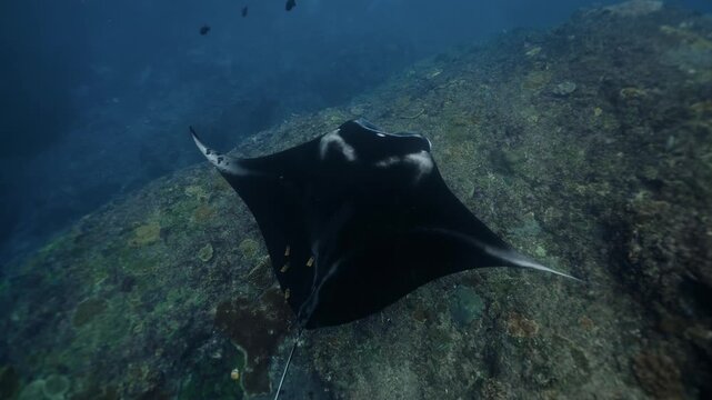 Graceful black Manta Ray glides through clear blue waters of Galapagos Islands, accompanied by lively remora fish, highlighting vibrant marine biodiversity and promoting conservation awareness