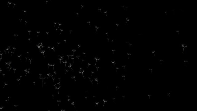 Abstract Floating Dandelion Seeds. Minimal Black Background