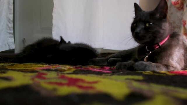 A mother cat calmly observes as two kittens playfully bite and wrestle each other on a yellow carpet. The scene takes place in a cozy home interior with a warm and peaceful atmosphere. 