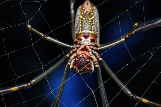 Aranha do fio dourado