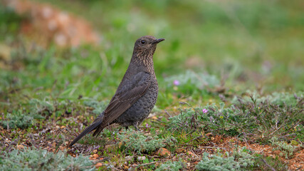Obraz premium Blue Rock Thrush bird perching on grass