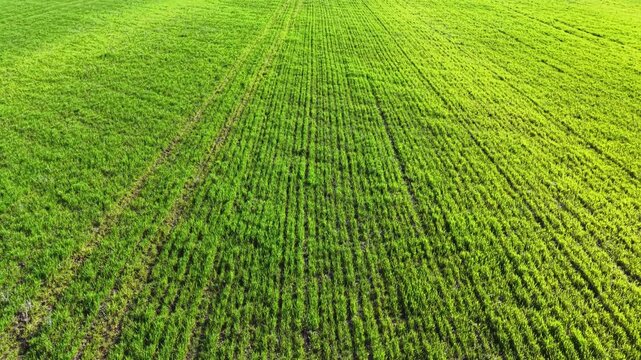A vast green field filled with young plants grows in neat rows under the warm sun in spring. The land shows signs of care and preparation for future harvest.
