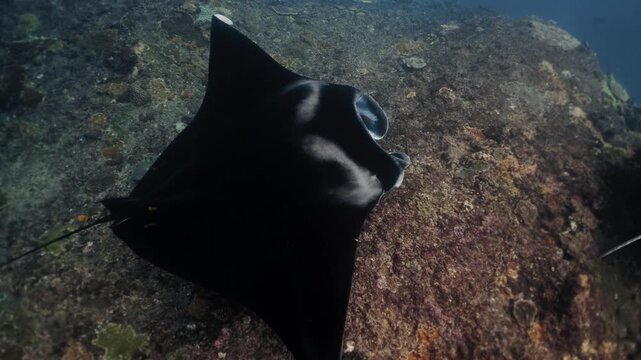 Graceful black Manta Ray glides through clear blue waters of Galapagos Islands, accompanied by lively remora fish, highlighting vibrant marine biodiversity and promoting conservation awareness