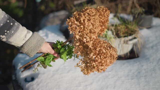 Dried hydrangea bouquet on snow, gloved hand gently places rustic stems among potted winter garden soft sunlight highlights frost and textured petals, cozy home decor inspiration and seasonal
