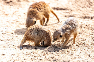 Fototapeta premium A group of Meerkats digging a hole in dirt while searching for food in the sunshine at a wildlife park in western Sydney in New South Wales, Australia