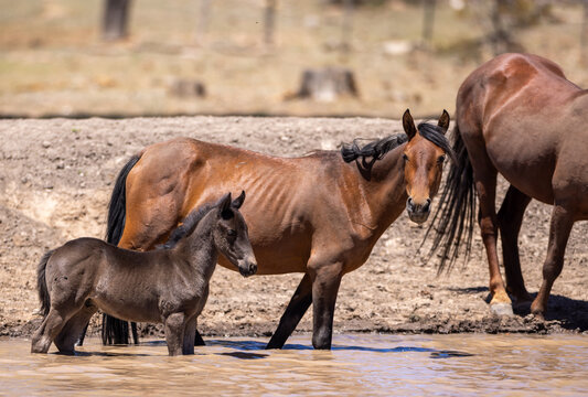 Wild Mustang Colt of the Heber Herd in Apache-Sitgreaves National Forest