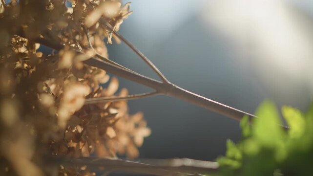 Sunlit kitchen windowsill with herbs and dried flower stems, closeup macro with shallow depth of field, soft bokeh and warm morning light, rustic cozy interior vibe, fresh herb suggestion for home