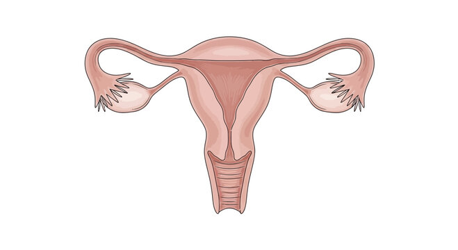 Anatomical illustration of the female reproductive system.