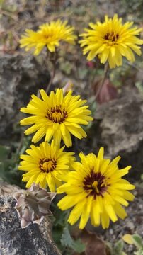 Reichardia tingitana yellow flowers growing wild in Tenerife, Canary Islands,Spain,4K vertical video.