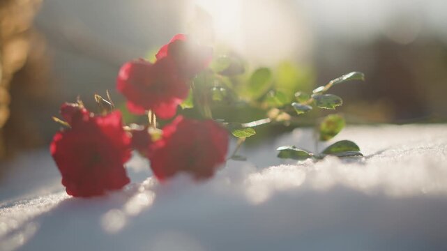 Red roses rest on snow with icy leaves. Crimson roses lie atop frostcovered snow in winter garden. Delicate red roses with green leaves adorn snowcovered ground under chilly winter sunlight