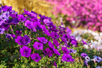 Fototapeta premium Bright purple petunia flowers blooming in garden bed, selective focus with colorful blurred background. Gardening, plant breeding, ornamental plants for landscape design and street decor