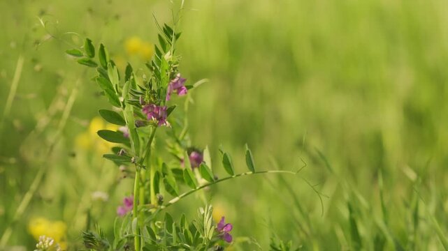 Purple vetch flowers Vicia sativa bloom green field soft focus background, vibrant petals green leaves fresh meadow summer nature outdoor scenic rural sunlight bright scene