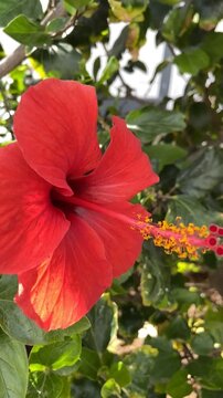 Hibiscus rosa-sinensis red flower also known as Chinese hibiscus,China rose, Hawaiian hibiscus, Rose mallow in tropical garden of Tenerife,Canary Islands,Spain,4K vertical video
