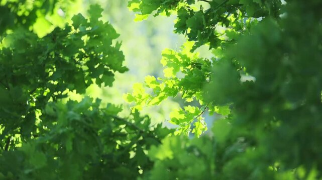 young green European oak foliage swaying, Quercus robur leaves, spring, summer season in park, forest with blurry bokeh, nature protection, concept Severe Weather, Forest background for designer