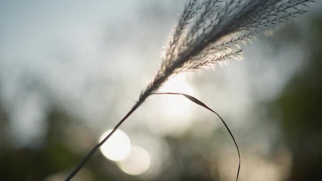 Backlit grass plume in soft sunrise, solitary reed bending in gentle breeze, dewy bokeh highlights, muted background, delicate filaments catching light, meditative mood, photographer subject