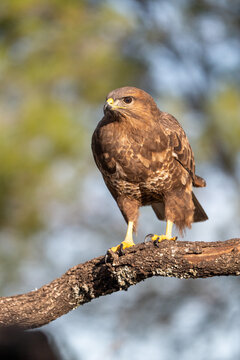 Common buzzard (Buteo buteo) photographed in Spain