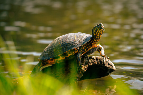 Turtle in The Pond