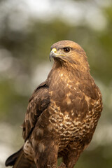Fototapeta premium Common buzzard (Buteo buteo) photographed in Spain