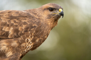 Obraz premium Common buzzard (Buteo buteo) photographed in Spain