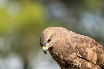 Fototapeta premium Common buzzard (Buteo buteo) photographed in Spain