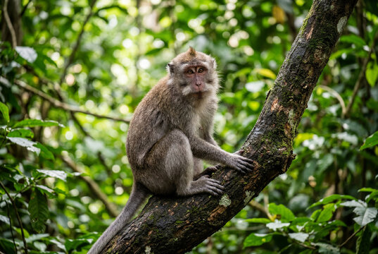 Long tailed macaque monkey sitting on tree branch in green tropical forest