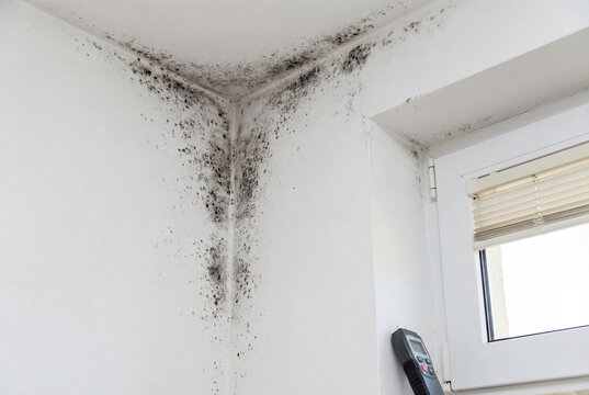 Pervasive black mold growth on white wall and ceiling in a household corner