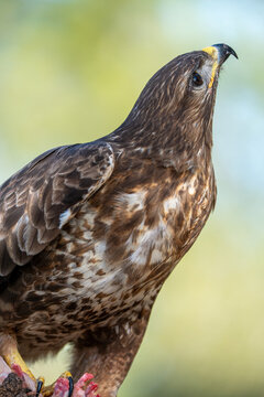 Common buzzard (Buteo buteo) photographed in Spain