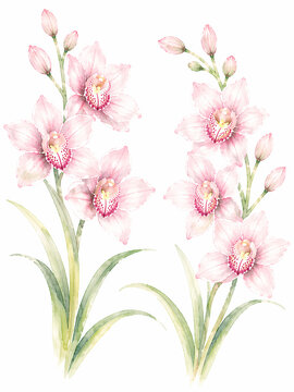 シンビジウム Images – Browse 903 Stock Photos, Vectors, and Video