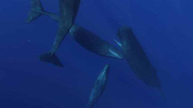 Sperm whales actively interacting, gently biting touching each other with teeth, opening mouths in rare social behavior, unique underwater footage showing dynamic communication intimate marine mammal
