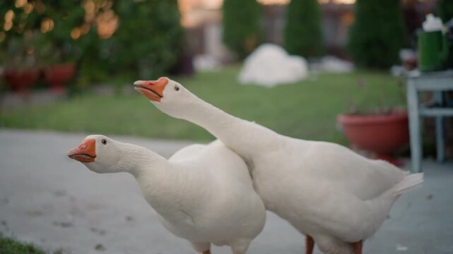 Two white geese in home garden, strolling and stretching necks beside potted plants. Soft evening light, trimmed lawn and terrace setting, gentle nibbling, synchronized steps and quiet companionship.