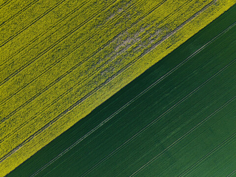 Aerial view of vibrant yellow rapeseed and lush green agricultural fields divided by a sharp diagonal line with visible tractor tracks Amcotts, England, United Kingdom.