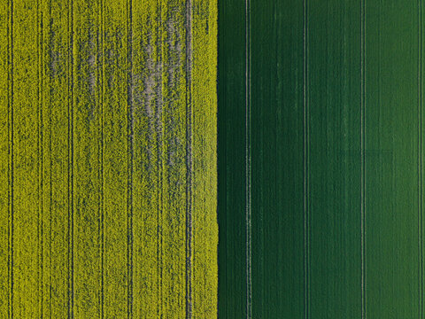 Aerial view of vibrant yellow rapeseed and lush green crops divided by a straight line with visible tractor tracks Amcotts, England, United Kingdom.