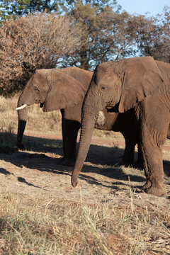 Two African Elephants Standing in Dry Grassland Under Sunlight during daylight hours