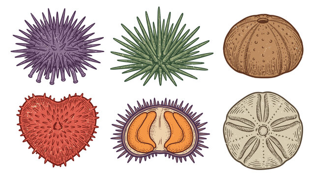 Sea urchin vector collection featuring colorful spiky shells, heart urchin, cross section showing edible roe, and sand dollar isolated on white background for marine biology.