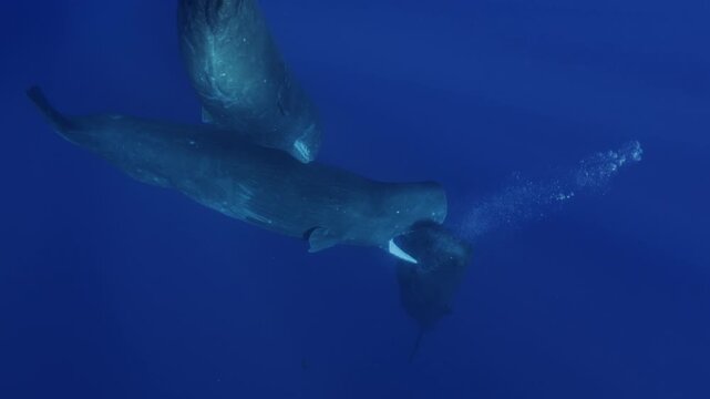 Sperm whales actively interacting, gently biting touching each other with teeth, opening mouths in rare social behavior, unique underwater footage showing dynamic communication intimate marine mammal