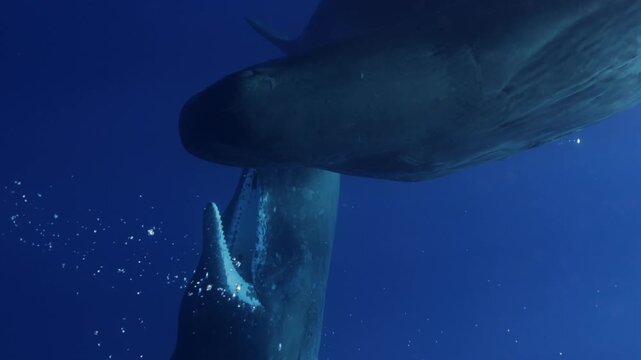 Sperm whales actively interacting, gently biting touching each other with teeth, opening mouths in rare social behavior, unique underwater footage showing dynamic communication intimate marine mammal