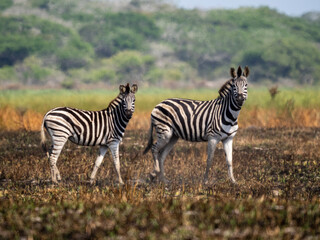 zebras standing in African savanna grassland during wildlife safari in natural wilderness habitat © ClaudioArnese