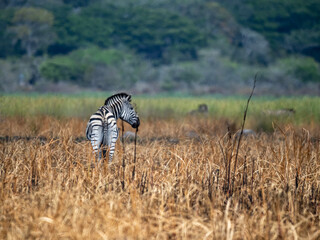 zebras standing in African savanna grassland during wildlife safari in natural wilderness habitat © ClaudioArnese