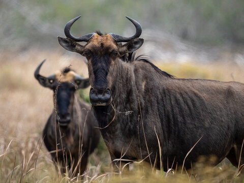 Blue wildebeest standing in tall dry grass in the African savannah, wildlife scene with natural habitat and soft outdoor light.