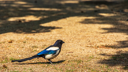 韓国　カササギ　カッチ　吉鳥　野鳥 © Yuuki Kobayashi