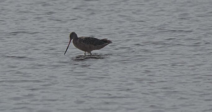 Long-Billed Curlew Probing Shallow Water For Food