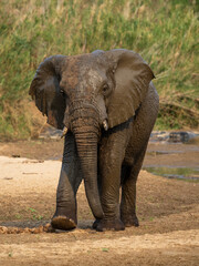 Fototapeta premium Close-up of an African elephant standing in tall grass with large ears and visible tusks, wildlife photography in natural outdoor habitat. 