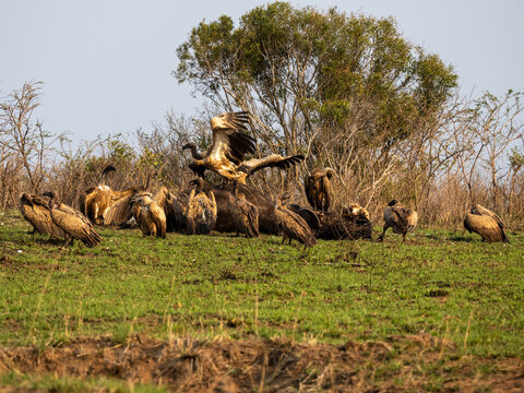 Large group of vultures gathered on the ground in the African savannah, some landing with wings spread, wildlife scene in natural habitat.