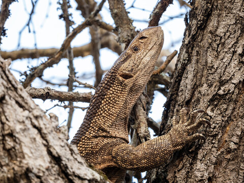 Large monitor lizard moving across dry ground and grass in its natural habitat, wildlife scene with reptile in outdoor environment.
