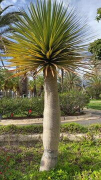 Dracaena draco or Dragon tree in the park of Tenerife,Canary Islands,Spain,4K vertical video.